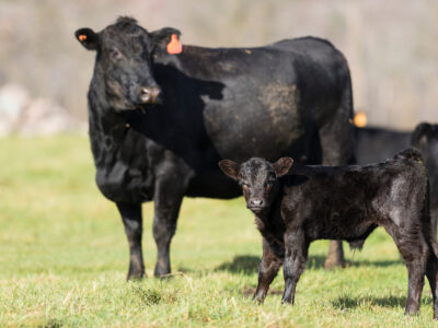 A black cow and a small black calf stand on green grass in a sunlit pasture. The cow is facing left, while the calf looks toward the camera. Both have orange ear tags. The background is softly blurred.