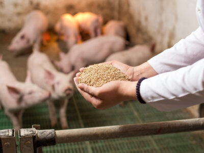 A person in a white coat holds a handful of animal feed in front of several piglets inside a pen, with the piglets blurred in the background.