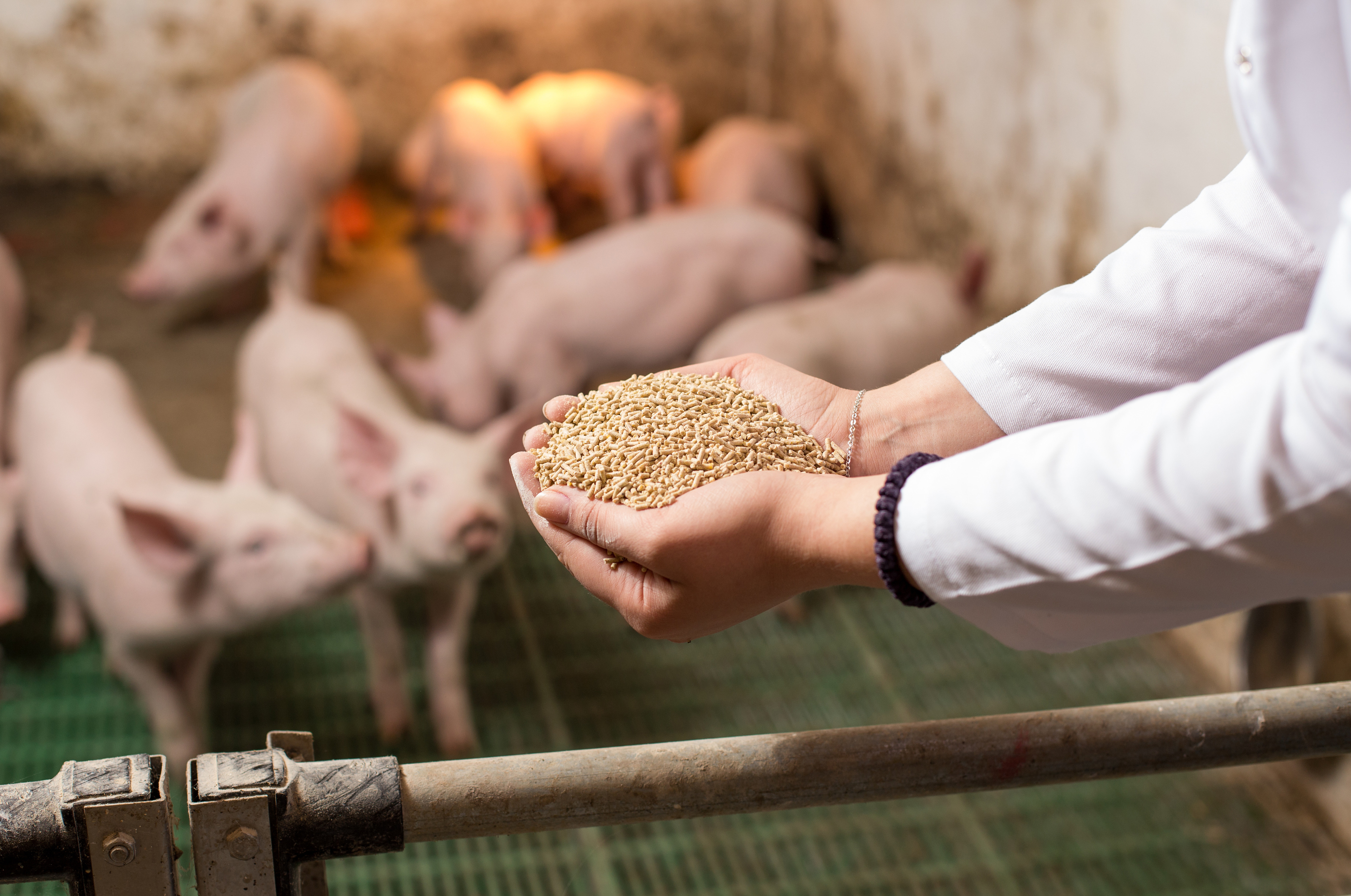 How Optimizing Swine Nutrition Can Maximize Revenue