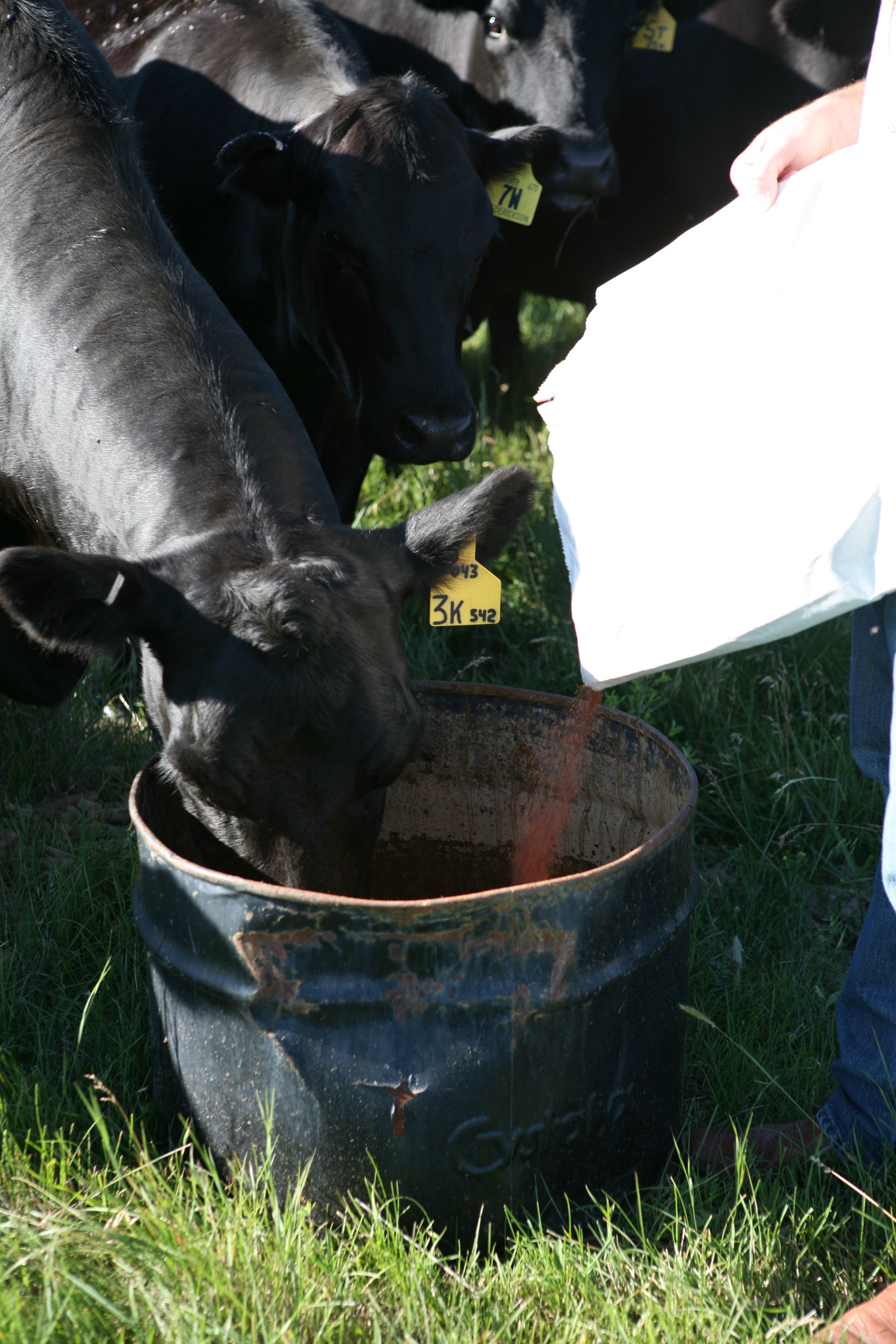 Cows eating mineral