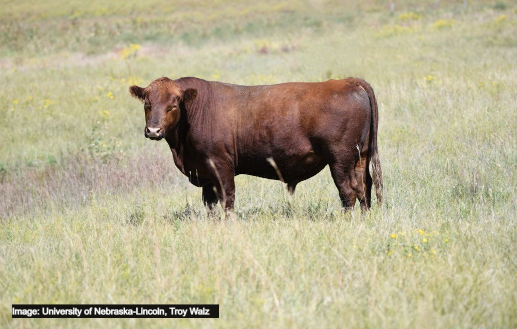 Bulls on pasture
