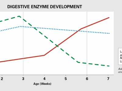 Line graph titled "Digestive Enzyme Development" shows lactase enzyme activity decreasing, amylase & protease increasing steadily, and lipase staying level, across ages 1–7 weeks.