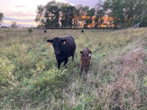A black cow and a brown calf stand in a grassy field at sunset, with orange tags on their ears. Trees and a colorful sky appear in the background.