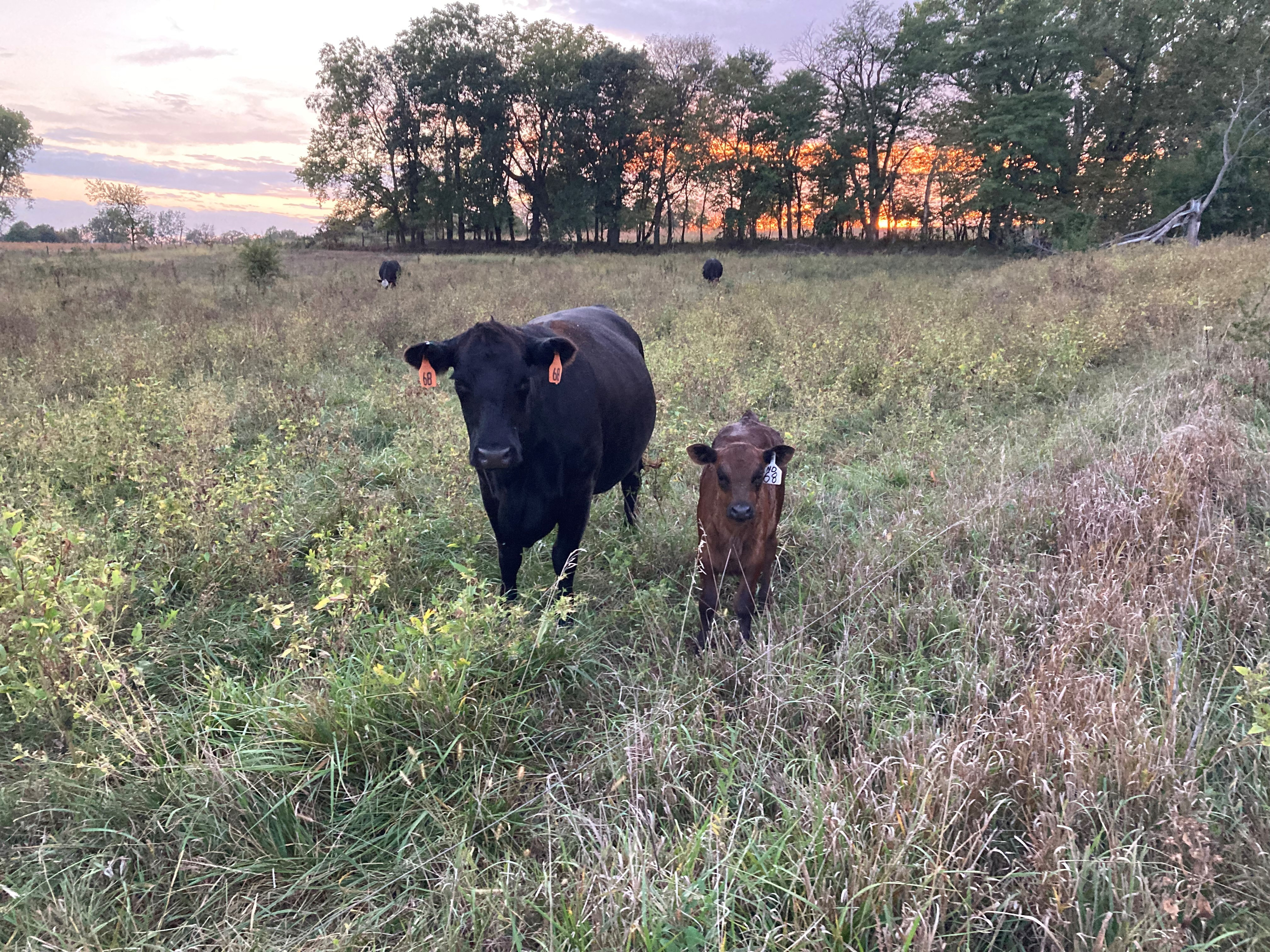 Cattle Mineral with Garlic: A Beef Producer’s Experience
