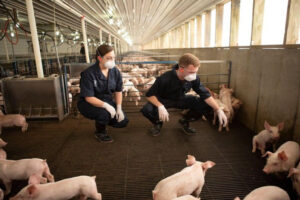 Two people wearing dark uniforms, gloves, and face masks crouch among numerous piglets inside a large, well-lit indoor pig farm. They appear to be inspecting or interacting with the animals.
