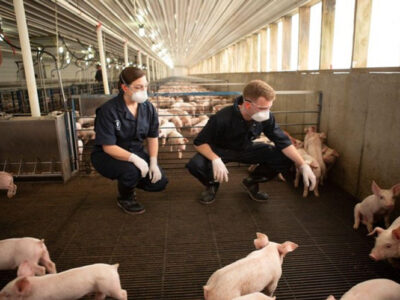 Two people wearing dark uniforms, gloves, and face masks crouch among numerous piglets inside a large, well-lit indoor pig farm. They appear to be inspecting or interacting with the animals.