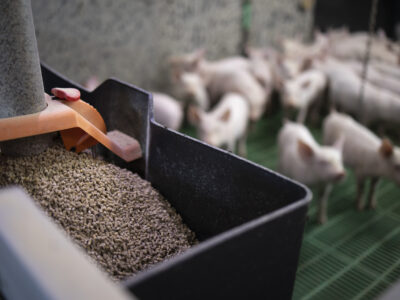 A close-up of an automatic feeder filled with pellet feed in the foreground, with several piglets standing on a green slatted floor in the blurry background inside a livestock facility.
