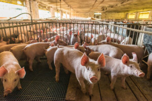 A group of young pigs stands closely together inside a pen on a farm, surrounded by metal fencing and slatted flooring, in a large, covered barn with natural light coming through the windows.