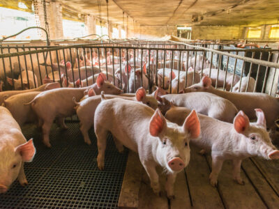 A group of young pigs stands closely together inside a pen on a farm, surrounded by metal fencing and slatted flooring, in a large, covered barn with natural light coming through the windows.