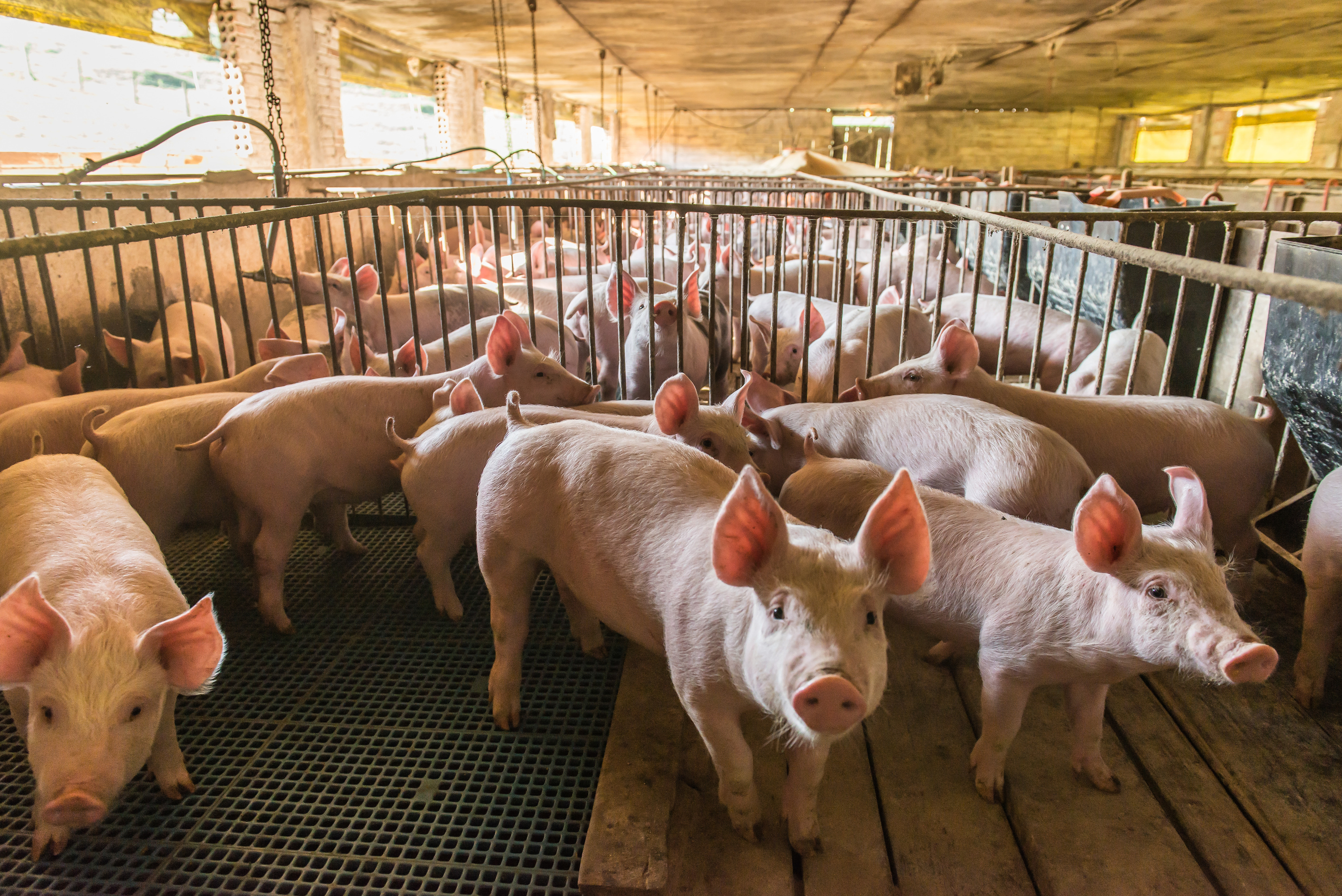 Building a Nutrition Plan for Your Hog Genetics
