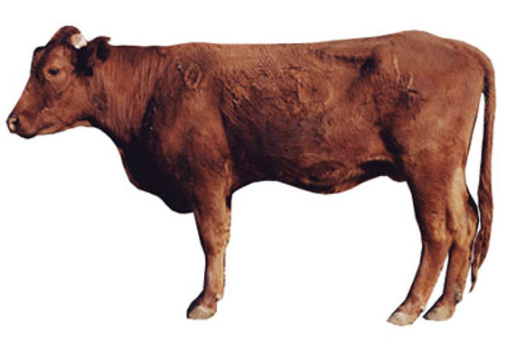 Cattle Body Condition Score of 4