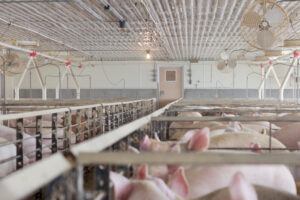 Rows of pigs are confined in individual metal pens inside a brightly lit, industrial barn with concrete walls, a textured ceiling, and several large fans mounted on the walls and ceiling.