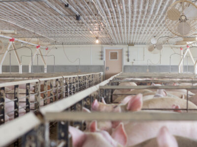 Rows of pigs are confined in individual metal pens inside a brightly lit, industrial barn with concrete walls, a textured ceiling, and several large fans mounted on the walls and ceiling.