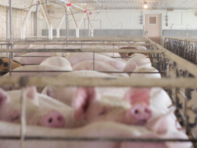 Several pigs are confined in narrow metal pens inside a large, brightly lit indoor facility with fans and pipes visible along the ceiling and walls.