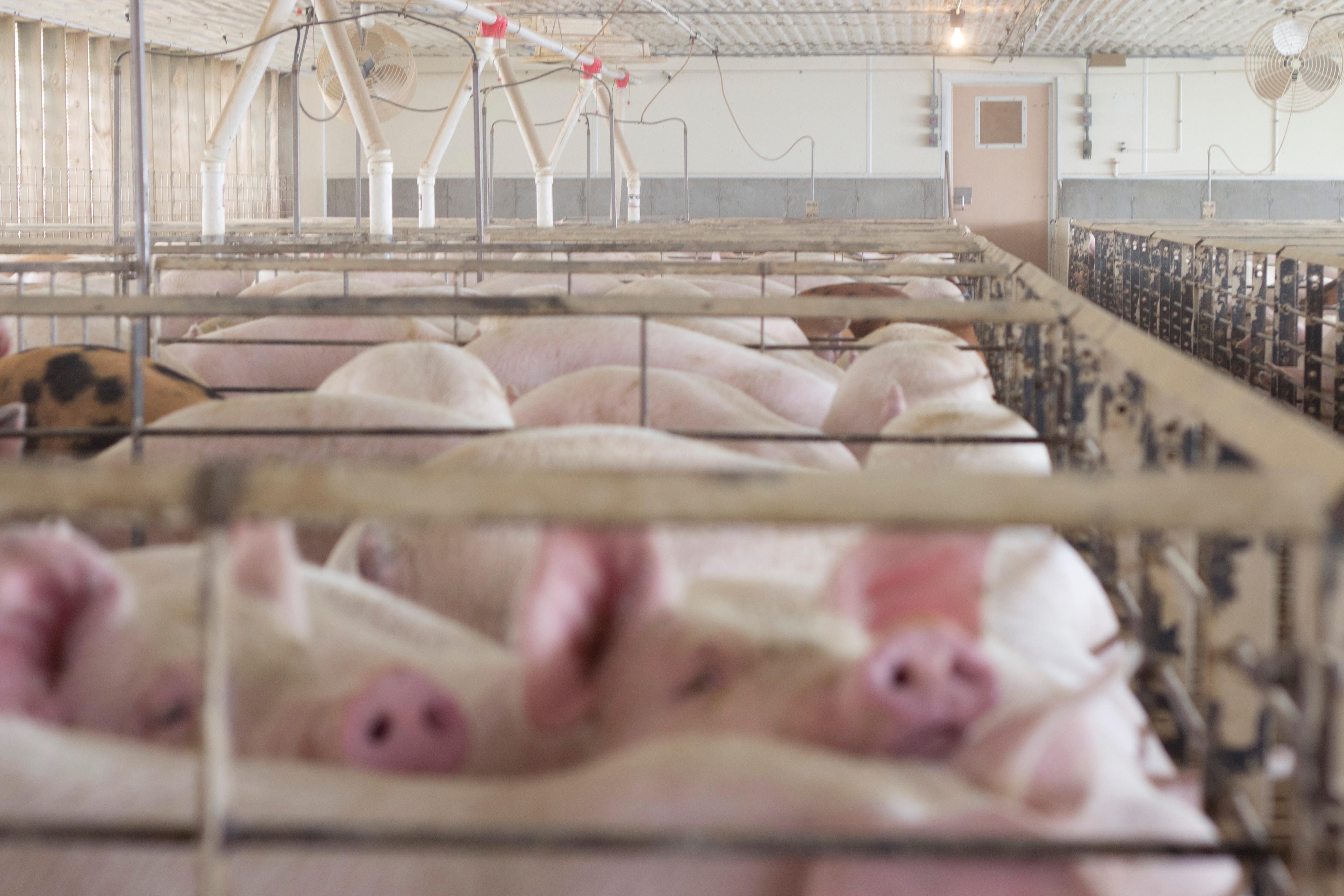 Addressing 3 Common Challenges Your Swine Operation Might Face