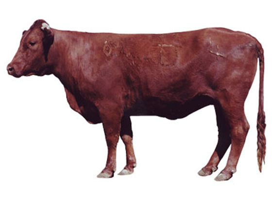 Cow with a Body Condition Score of 6