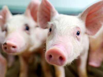 Close-up of several pink piglets, with one piglet in sharp focus looking directly at the camera. The background is softly blurred, highlighting the piglets' faces and features.