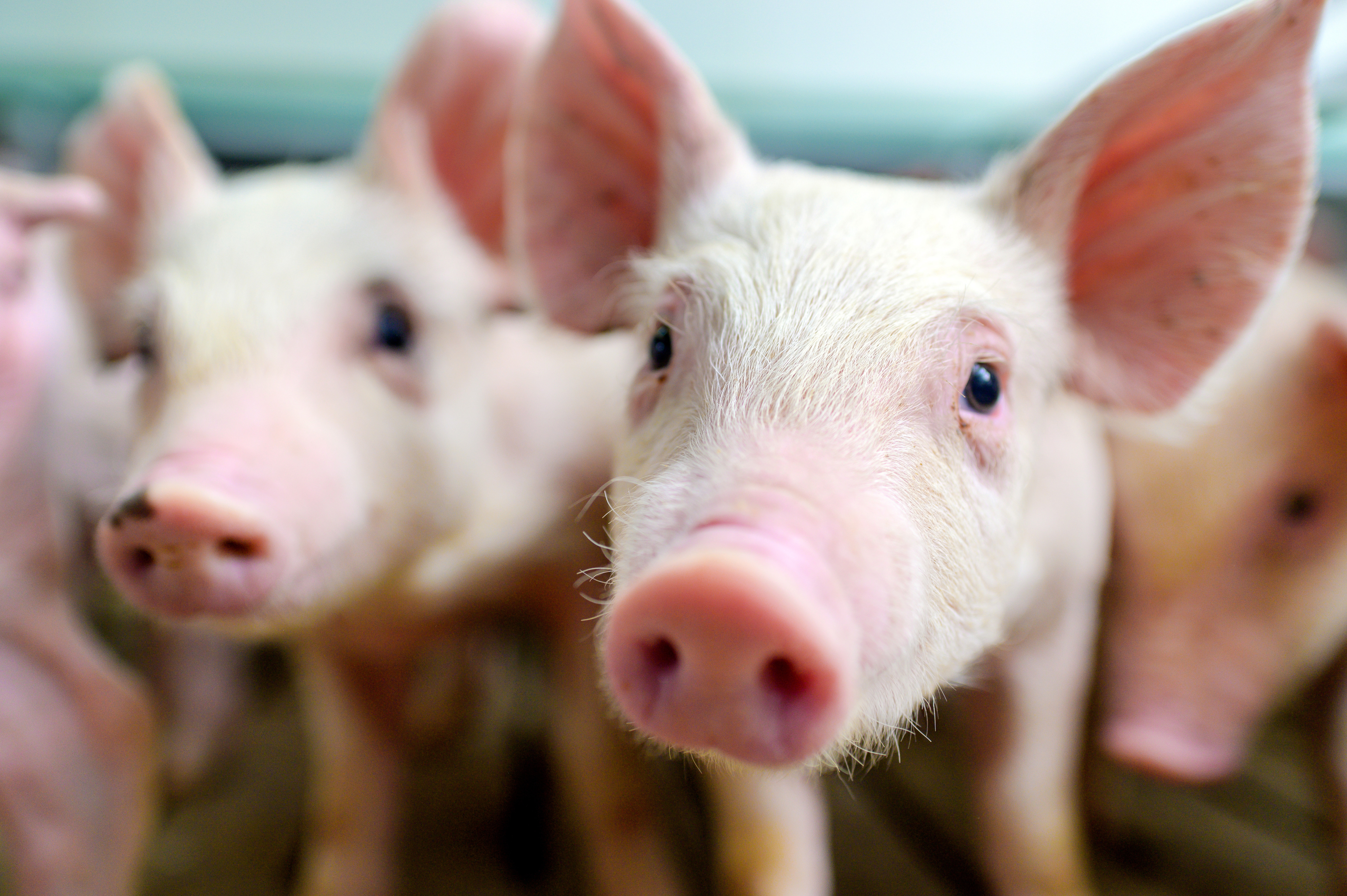 How Often Should You be Talking to Your Swine Nutritionist