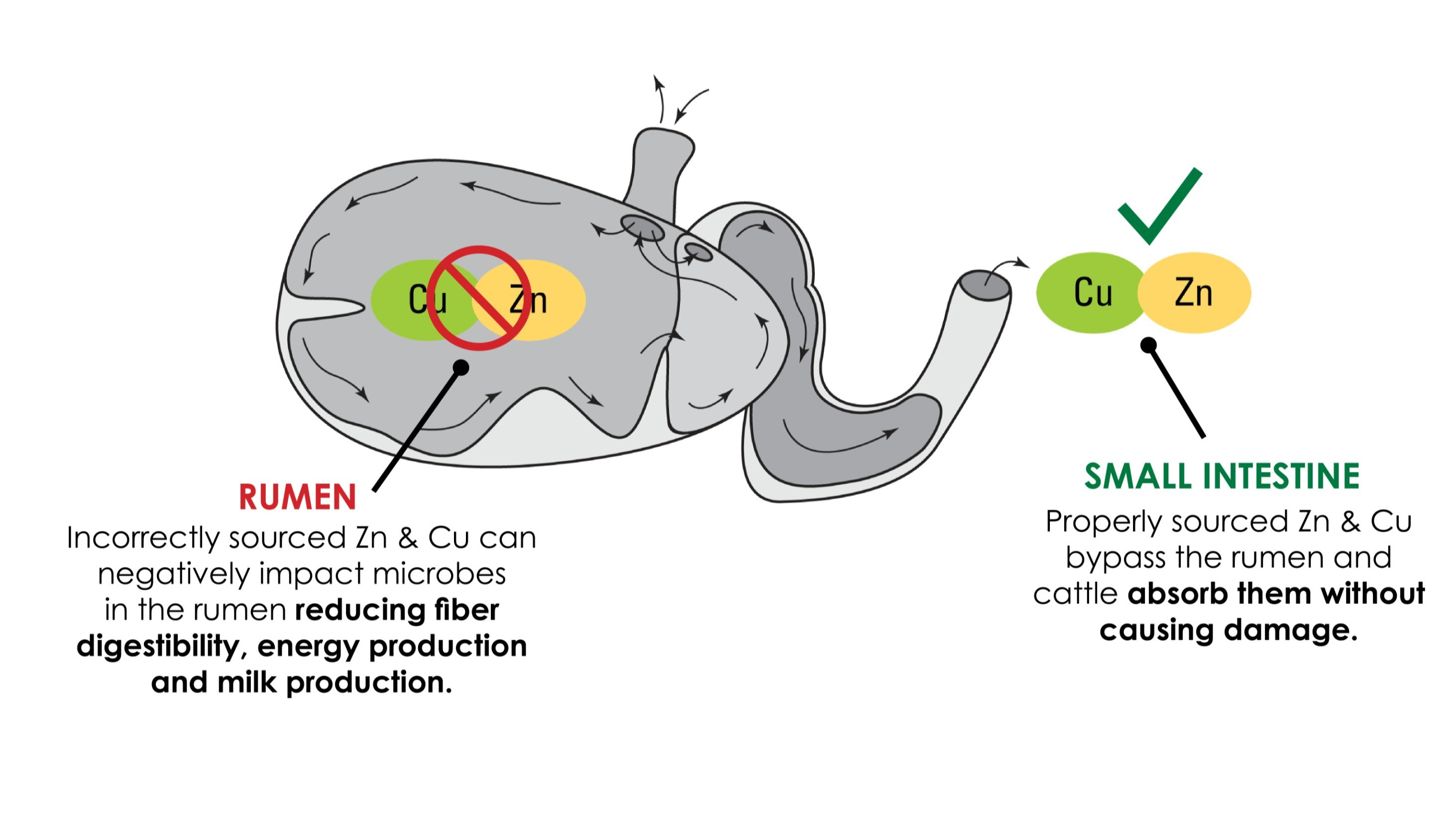 Trace Minerals breaking down in the rumen graphic. Copper and zinc