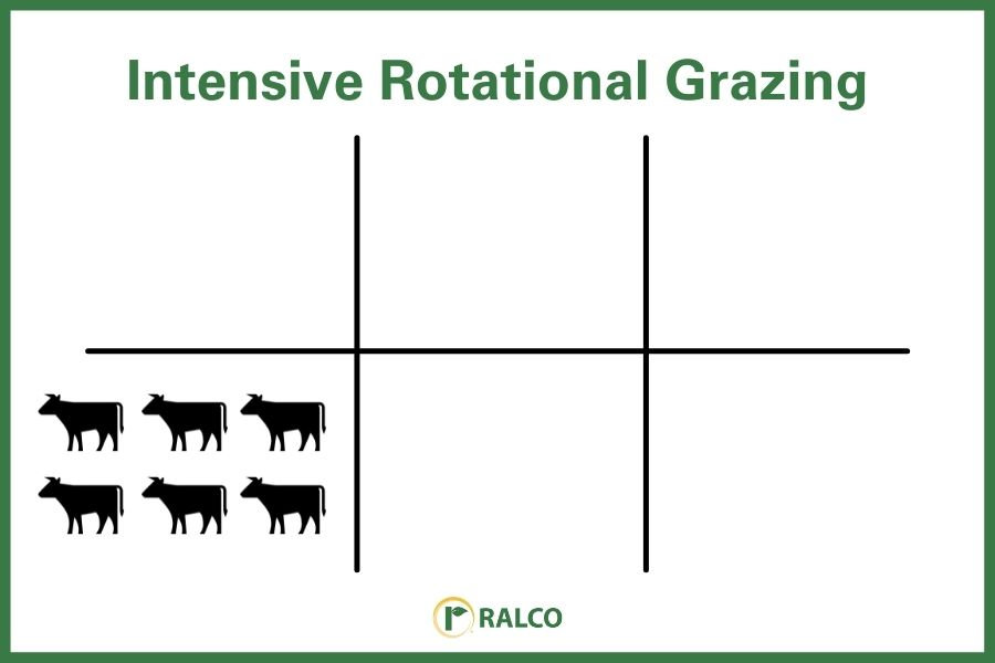 Intensive rotational grazing