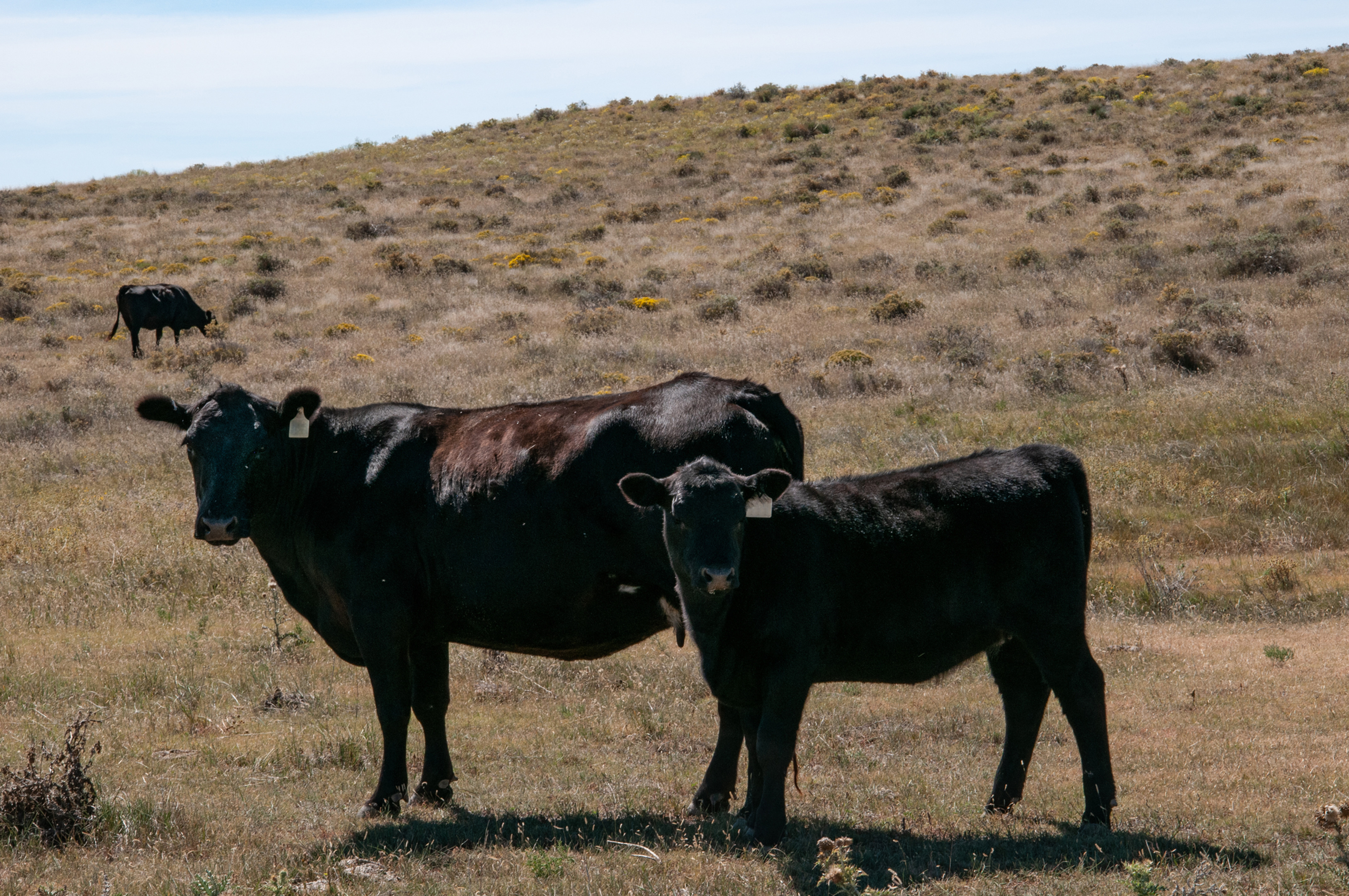 Creep Feed for Calves