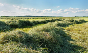 Rows of freshly cut hay lie on a green field under a blue sky with scattered clouds, with trees visible in the distant background.