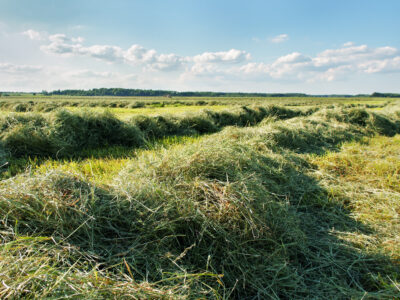 Rows of freshly cut hay lie on a green field under a blue sky with scattered clouds, with trees visible in the distant background.