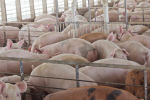 A crowded indoor pen filled with many pigs standing and lying close together behind metal fencing, with some ventilation pipes visible overhead.