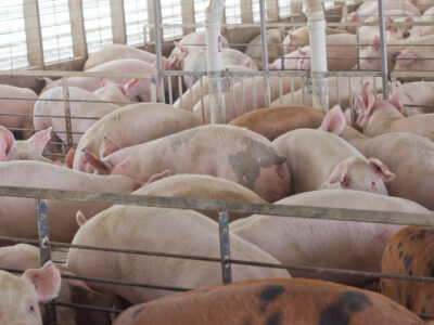 A crowded indoor pen filled with many pigs standing and lying close together behind metal fencing, with some ventilation pipes visible overhead.
