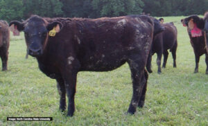 A dark-haired cow with a yellow ear tag stands in a grassy field, facing the camera. Two other cows with red ear tags are partially visible behind it. Trees line the background.