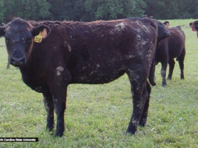A dark-haired cow with a yellow ear tag stands in a grassy field, facing the camera. Two other cows with red ear tags are partially visible behind it. Trees line the background.