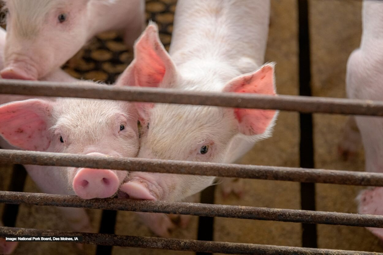 High Energy Swine Diets in Today's Market
