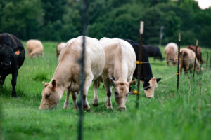 A group of cows, including light-colored and dark-coated ones, graze on green grass in a fenced pasture with trees in the background.