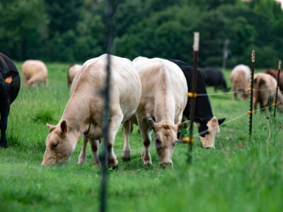 A group of cows, including light-colored and dark-coated ones, graze on green grass in a fenced pasture with trees in the background.