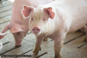 A pink pig stands on a slatted floor, looking at the camera, with another pig partially visible in the background. The setting appears to be a farm or indoor pen.