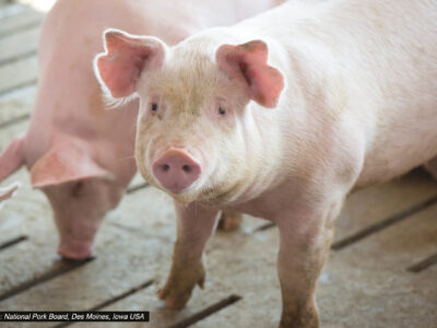 A pink pig stands on a slatted floor, looking at the camera, with another pig partially visible in the background. The setting appears to be a farm or indoor pen.