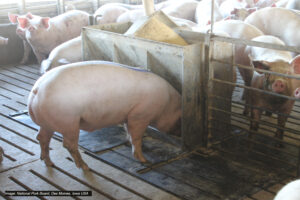 Several pigs stand in a pen, crowding around and eating from a large metal trough. The pen has metal bars and a slatted floor, with sunlight coming in from the side.