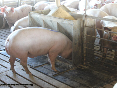 Several pigs stand in a pen, crowding around and eating from a large metal trough. The pen has metal bars and a slatted floor, with sunlight coming in from the side.
