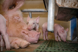 A mother pig lies on her side resting, while a piglet nuzzles her face and two other piglets stand nearby on a green slatted floor in a barn.