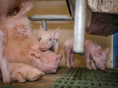 A mother pig lies on her side resting, while a piglet nuzzles her face and two other piglets stand nearby on a green slatted floor in a barn.
