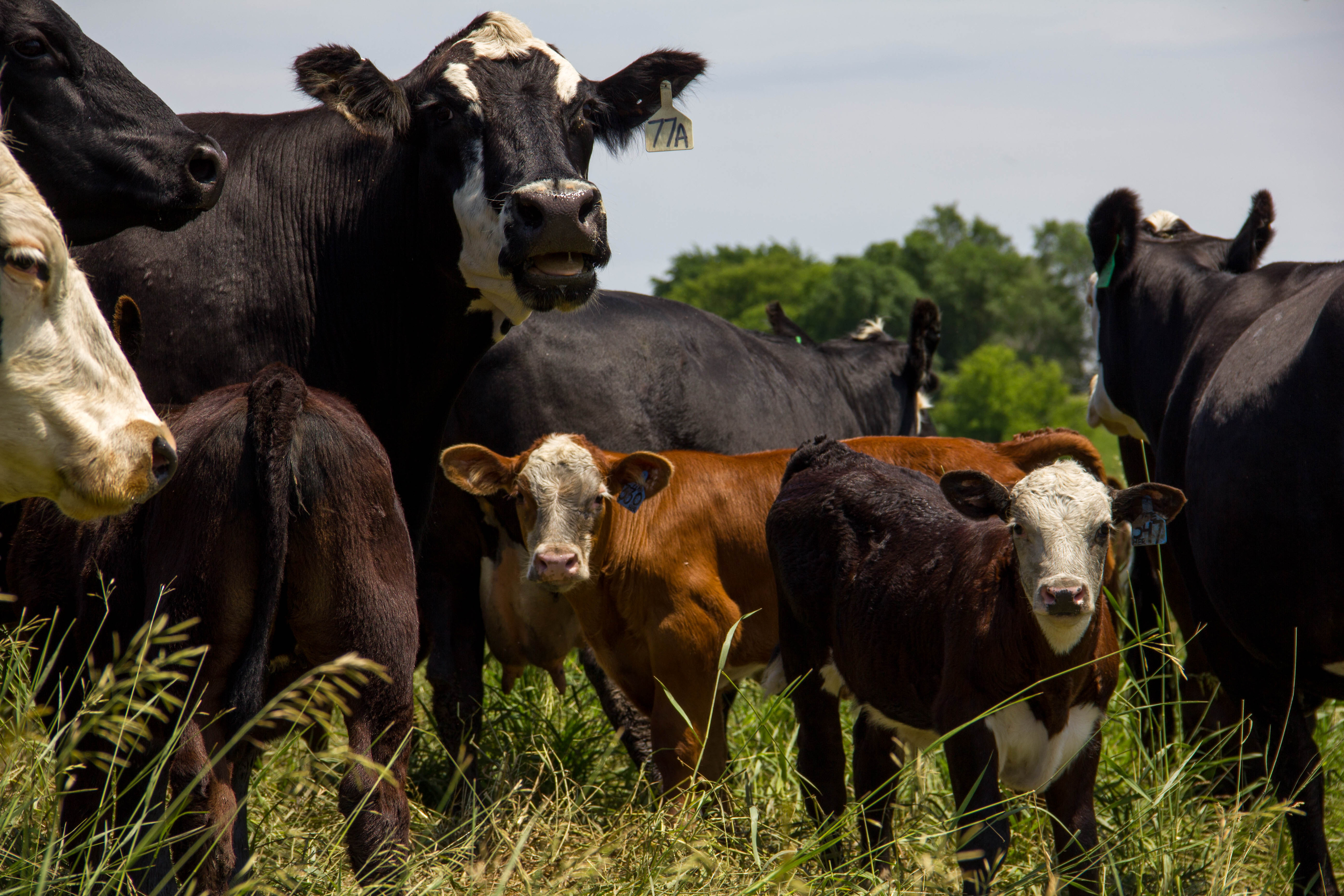 Preventing Summer Pneumonia in Calves