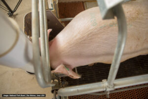 A pig with a pale pink coat stands in a metal enclosure, eating from a feeder. The pig has green markings on its back and ear tags. The floor beneath is grated.