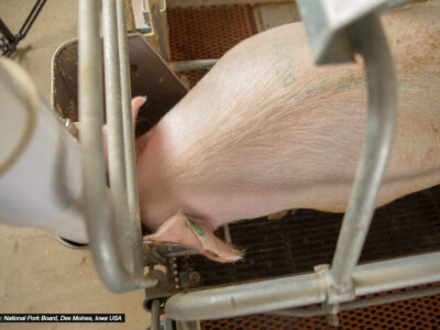 A pig with a pale pink coat stands in a metal enclosure, eating from a feeder. The pig has green markings on its back and ear tags. The floor beneath is grated.