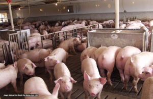 A large group of pigs in a crowded indoor farm facility with concrete floors and metal pens, under artificial lighting.
