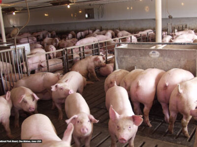 A large group of pigs in a crowded indoor farm facility with concrete floors and metal pens, under artificial lighting.