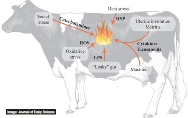How Heat Stress Equals Gut Stress in Cattle Graphic LPS