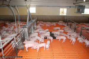 Dozens of piglets stand and rest on orange slatted flooring inside a brightly lit, modern indoor pig barn with metal railings and overhead equipment.