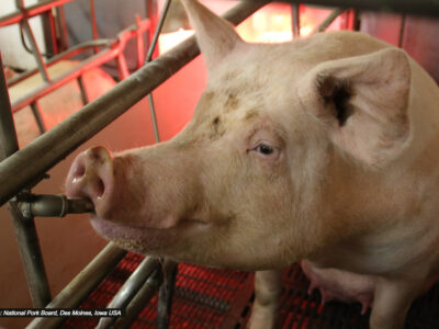 A pig inside a metal enclosure drinks from a water dispenser; the animal stands on slatted flooring under warm lighting.