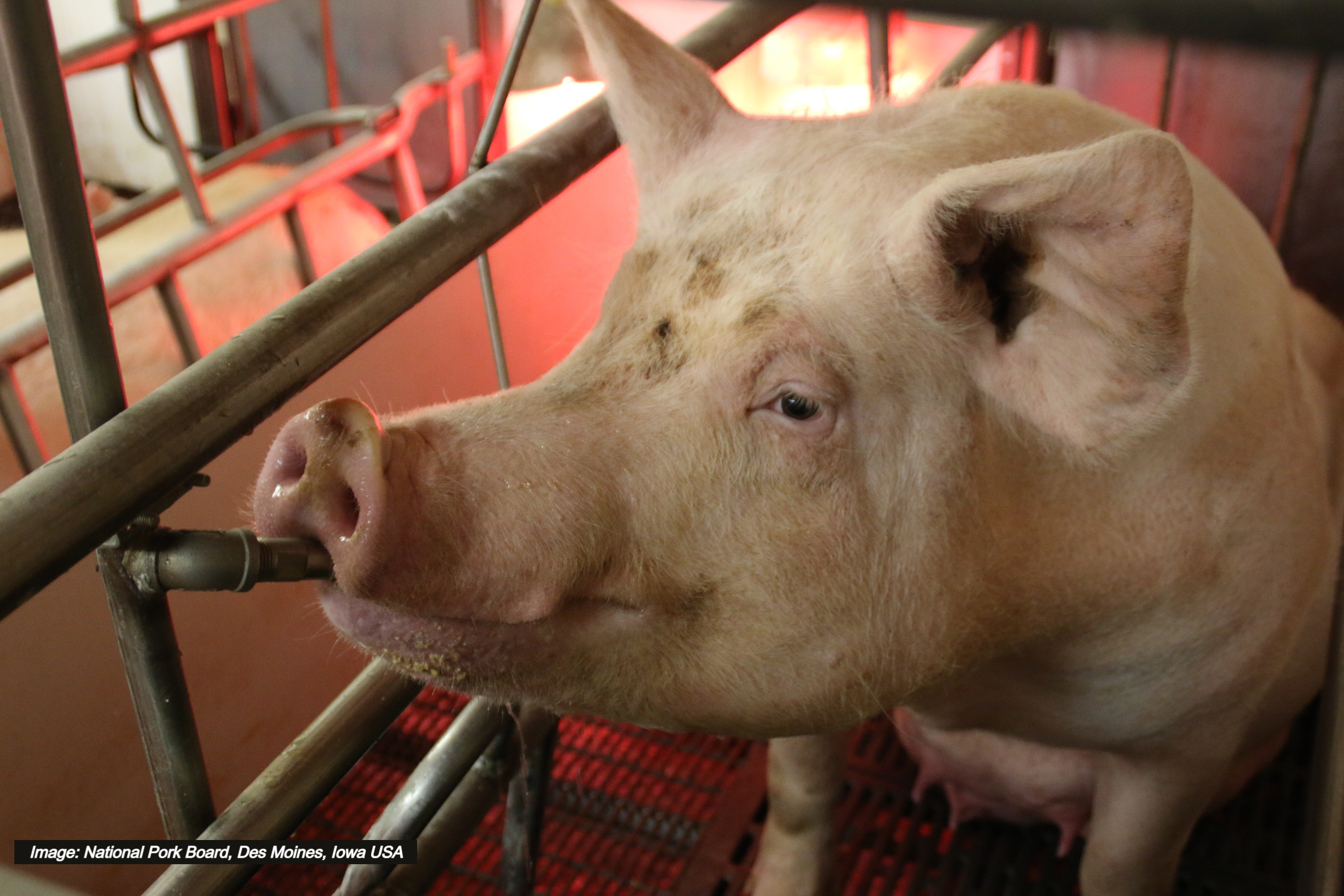 Using Natural Tools to Fight Health Challenges in Your Pig Barns