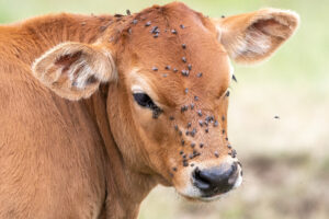 A close-up of a brown calf with many black flies clustered on its face and around its eyes. The background is blurred green and beige, highlighting the calf’s fur and the flies on its head.